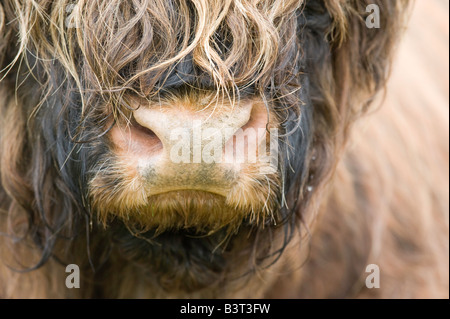 Close up de nez sur une vache Highland Perthshire en Écosse Banque D'Images