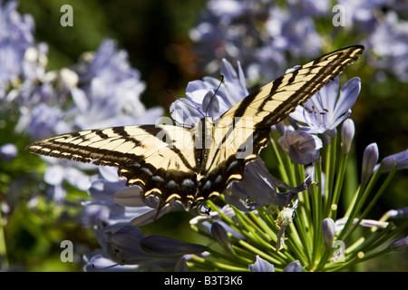 Un papillon se nourrit de necteur au soleil du midi Banque D'Images