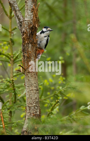 Great Spotted Wood Pecker (Dendrocopos major) sur un arbre, en Finlande. Banque D'Images