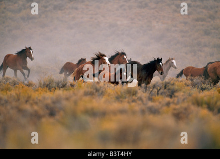 Troupeau de chevaux sauvages en désert. Banque D'Images