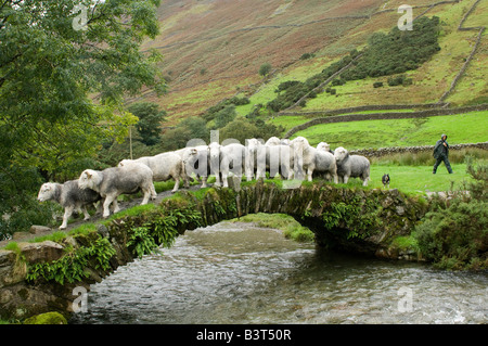 Berger apportant plus de moutons herdwick ancien pack horse bridge Wasdale Lake District Banque D'Images