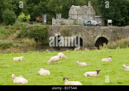 Le vieux pont de pierre sur la rivière Teifi à Llechryd Ceredigion Pays de Galles au Royaume-Uni, avec des moutons paissant dans le champ en face Banque D'Images
