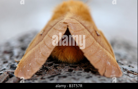 L'arrière d'un chêne femelle Eggar moth Banque D'Images