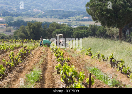 Travail vigneron dans le vignoble - le printemps sur la côte d'azur Banque D'Images