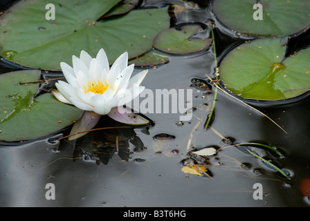 Water Lilly sur étang, Suède Banque D'Images