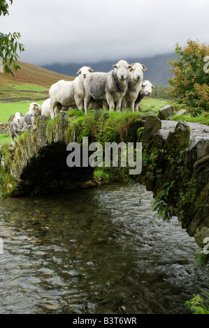 Berger apportant plus de moutons herdwick ancien pack horse bridge Wasdale Lake District Banque D'Images