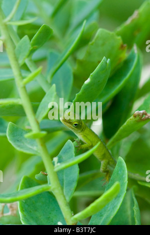 Anole vert lézard Anolis carolinensis Banque D'Images