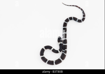 Lycodon septentrionalis. White-Banded juvénile Wolf Snake sur fond blanc Banque D'Images