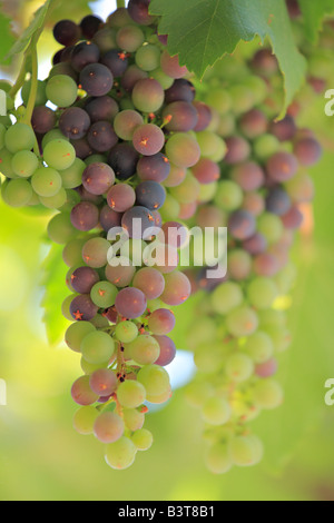 Raisins sur la vigne à Chelan wine country dans l'état de Washington Banque D'Images