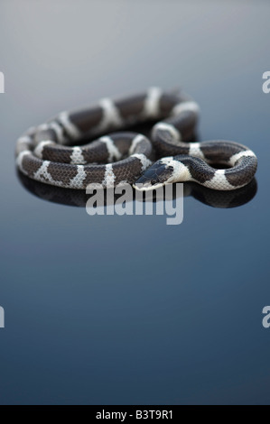 Lycodon septentrionalis. White-Banded juvénile Wolf Snake sur fond sombre Banque D'Images