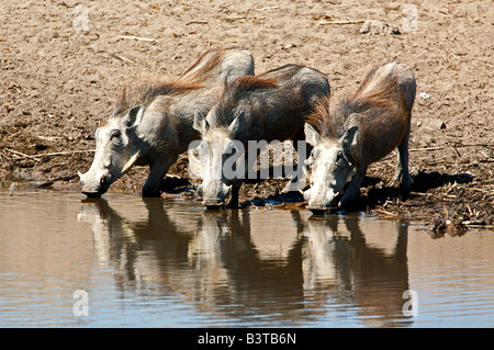L'Afrique, la Namibie, Etosha NP. Des phacochères (Phacochoerus aethiopicus). Trois étancher la soif à un trou d'eau. Banque D'Images