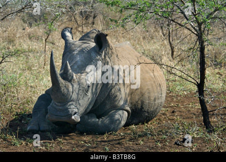 L'Afrique, Afrique du Sud, Johannesburg, Hluhluwe, white rhino sur Zulu Nyala Game Reserve (RF) Banque D'Images