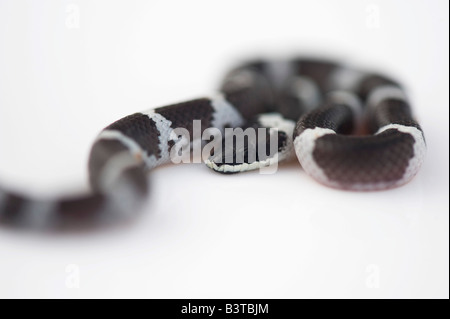 Lycodon septentrionalis. White-Banded juvénile Wolf Snake sur fond blanc Banque D'Images