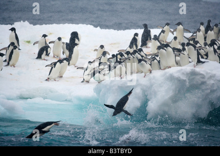 L'Antarctique, l'île Paulet. Manchots adélies leaping off iceberg dans l'océan. Banque D'Images