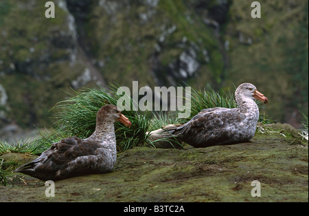 Le sud de l'océan, l'île de Géorgie du Sud. Deux Pétrels géants(Macronectes giganteus) sur le terrain Banque D'Images