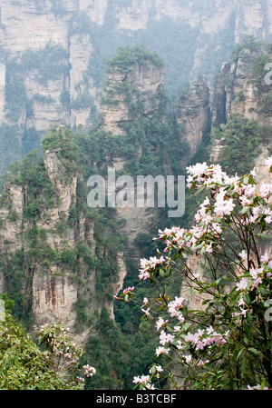 L'Asie, la Chine, la Province de Hunnan, Zhangjiajie National Forest Park. Banque D'Images