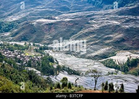 L'Asie, Chine, Province du Yunnan, Yuanyang County. Village inondé et Duo Yi Shu rizières en terrasses. Banque D'Images