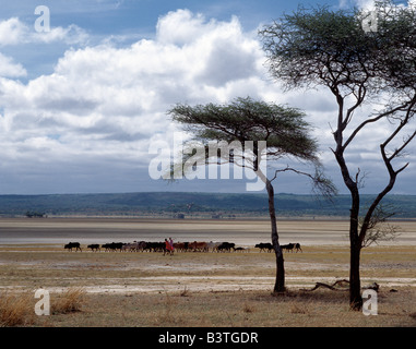 La Tanzanie, le nord de la Tanzanie, bergers de Datoga conduire leur bétail de la famille le long du bord du lac Balangida Lelu, un lac alcalin saisonnier situé au sud du lac Eyasi, dans le nord de la Tanzanie. Balang qaida dans la langue de Datoga signifie 'salt'.Les Datoga (connus pour leurs voisins comme le Maasai Mang'ati et pour les Iraqws comme Babaraig) vivent dans le nord de la Tanzanie et sont principalement des éleveurs. Banque D'Images