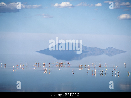 La Tanzanie, le nord de la Tanzanie, en fin d'après-midi, moindres flamants rose sur le lac Natron avec volcan Shompole (situé sur la Banque D'Images