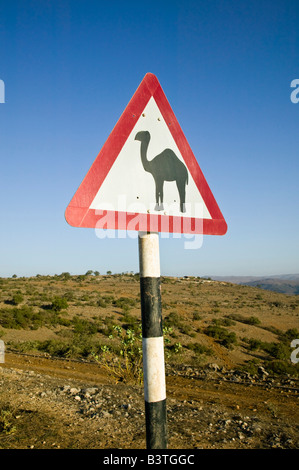 Oman Dhofar, région, l'Ile Maurice. Camel Crossing Sign dans les montagnes du Dhofar / Matin Banque D'Images