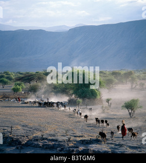 La Tanzanie, le nord de la Tanzanie, le lac Natron. Bergers Maasai conduire leur bétail accueil en fin d'après-midi sur la volcanique poussiéreux Banque D'Images