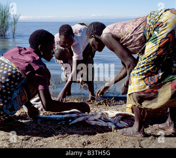 La Tanzanie, les femmes se partagent en une prise de poisson sur les rives du lac Rukwa dans le sud-ouest de la Tanzanie. Lac Rukwa est un lac long et étroit situé dans un bassin de drainage à l'intérieur des terres au sud-est du lac Tanganyika ; elle fait partie de la Rift occidental. Le lac est très peu profond (profondeur maximale pas beaucoup plus de vingt pieds) et légèrement alcalin. Tout changement dans son plan d'eau entraîne de grandes variations de sa taille. Banque D'Images