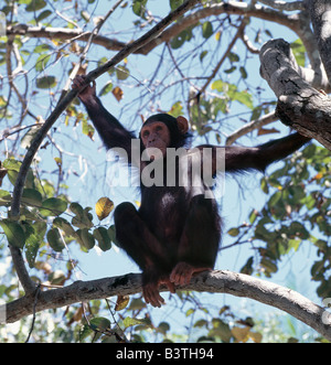 La Tanzanie, Kigoma, le chimpanzé assis dans le couvert forestier. Les montagnes Mahale distant, situé sur un renflement le long de la rive orientale du lac Tanganyika, hausse spectaculaire 8 069 pieds. Les pentes des montagnes sont couvertes de forêts, où de nombreux arbres montrent une affinité plus étroite de l'Afrique de l'ouest d'espèces qu'à ceux de l'Afrique de l'Est. Protégée comme un parc national depuis 1980, les montagnes sont le foyer de l'une des plus importantes populations de chimpanzés sauvages en Afrique gauche. Banque D'Images