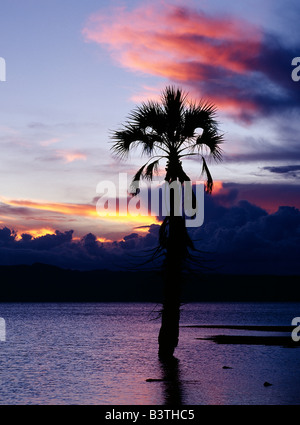 La Tanzanie, Arusha, le lac Eyasi. Coucher du soleil avec un palmier doum (Hyphaene coriacea) qui se profile dans l'eau à l'extrémité nord de l'éphémère du lac Eyasi, alcalines, qui se trouve dans un faux bras de la Great Rift Valley au sud-est de la Ngorongoro. Banque D'Images