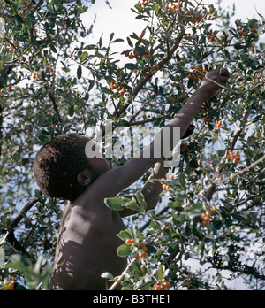 La Tanzanie, Arusha, le lac Eyasi. Un garçon Hadza rassemble des baies comestibles pour sa famille.Les Hadzabe sont une communauté forte de milliers de chasseurs-cueilleurs qui ont vécu dans le bassin du lac Eyasi depuis des siècles. Ils sont l'un des quatre ou cinq sociétés dans le monde qui continuent de gagner leur vie principalement de ressources sauvages. Banque D'Images