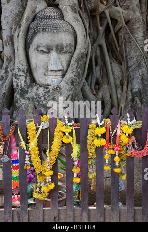 Tête de Bouddha en grès entouré par les racines des arbres, Wat Yai Chaya Mongkol ou Le Grand Temple de la victoire de bon augure, Ayutthaya, Banque D'Images