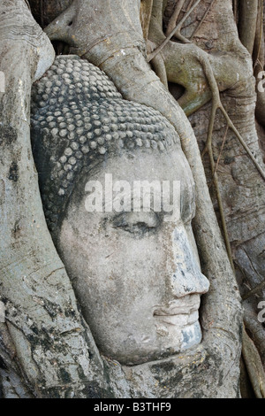 Tête de Bouddha en grès entouré par les racines des arbres, Wat Yai Chaya Mongkol ou Le Grand Temple de la victoire de bon augure, Ayutthaya, Banque D'Images