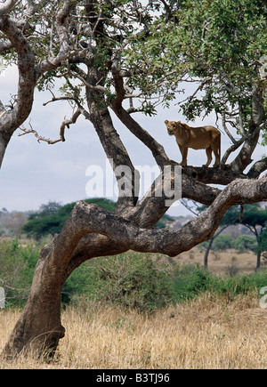 Région d'Arusha, Tanzanie, une lionne sondages son environnement à partir d'un arbre dans le parc national de Tarangire. Banque D'Images