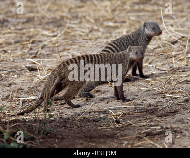 Région d'Arusha, Tanzanie, parc national de Tarangire. Deux mangoustes bagués alerte regarder pendant qu'ils se déplacent à la recherche de nourriture.les mangoustes sont principalement carnivores terrestres, qui vivent dans la région de packs et font souvent de leurs terriers ou warrens dans termitières Banque D'Images