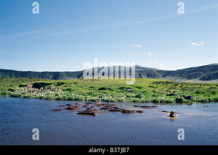 La Tanzanie, le nord de la Tanzanie, les hippopotames se vautre dans un petit lac d'eau douce sur le plancher de la célèbre cratère du Ngorongoro. La cr Banque D'Images