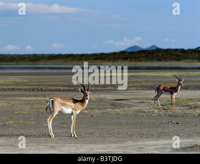 La Tanzanie, la Ngorongoro Conservation Area, Ndutu. Les gazelles de Grant sur les battures de Ndutu Lake, un lac saisonnier qui borde le parc national de Serengeti.Cette espèce est présente tout au long de la branche est de la Great Rift Valley. Banque D'Images