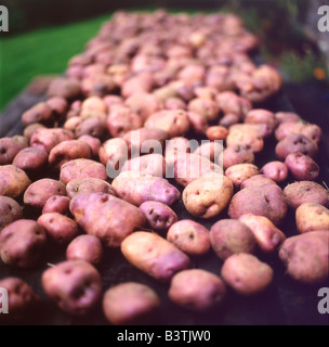 Maison Rouge Séchage des pommes sur une table à l'extérieur dans un jardin dans le pays de Galles UK KATHY DEWITT Banque D'Images