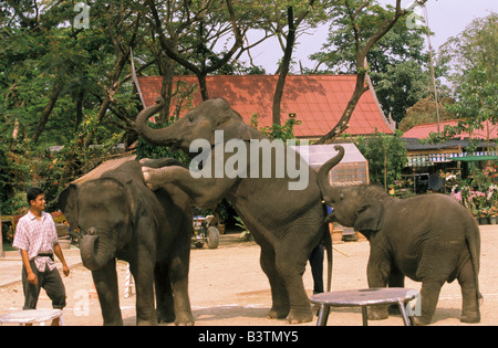 La Thaïlande, Ayuthaya. Les éléphants de formation. Banque D'Images