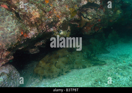 (Orectolobus maculatus Spotted Wobbegong) North Stradbroke Island. Au large de la côte du Queensland. L'Australie Banque D'Images