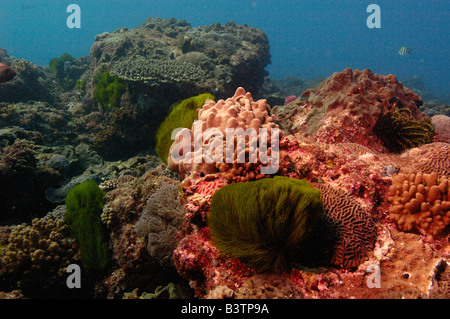 Récif de corail. Technique mixte coraux mous et coraux durs au large de l'Île Stradbroke-nord. Le Queensland. L'Australie Banque D'Images