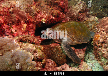 La tortue verte (Chelonia mydas) au large de l'Île Stradbroke-nord au large de la côte du Queensland. L'Australie Banque D'Images