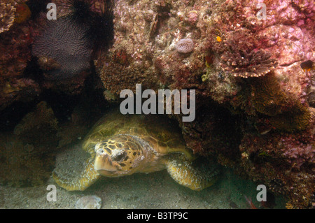 Tortue caouanne (Caretta caretta) hors de l'Île Stradbroke-nord. Le Queensland. L'Australie Banque D'Images