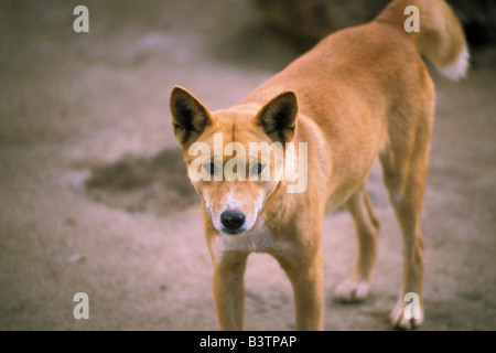 L'Australie, dans le Queensland. Dingo australien sauvage. Banque D'Images