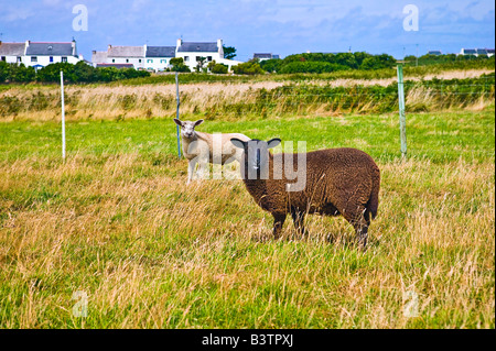 Mouton noir et blanc mouton de pré salé en fixant l'appareil photo à l'île de Ouessant Bretagne France Banque D'Images