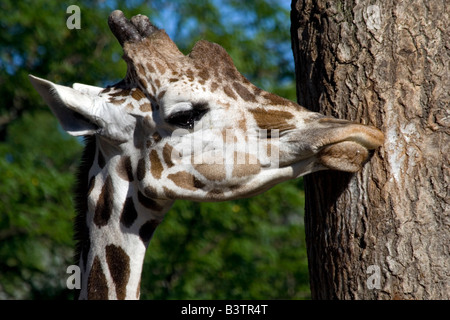 La Girafe (Giraffa camelopardalis). Brookfield Zoo Banque D'Images