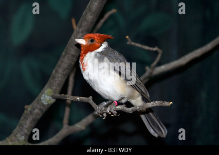 Le Red-crested Cardinal (Paroaria coronata). Brookfield Zoo Banque D'Images