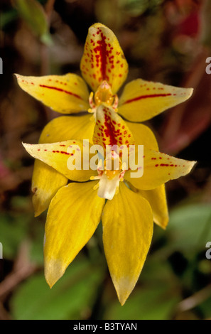 Orchid, Australie Banque D'Images