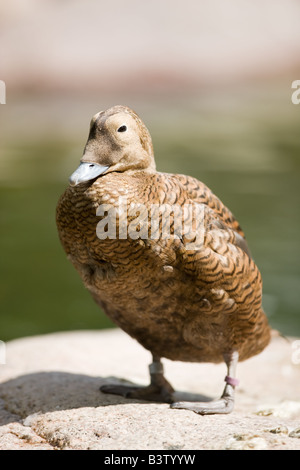 Roi des femmes - Eider (Somateria spectabilis) Banque D'Images