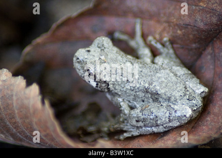 Cache-grenouille gris, Hyla versicolor Banque D'Images