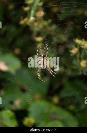 Une grande araignée orb sur son site web Banque D'Images