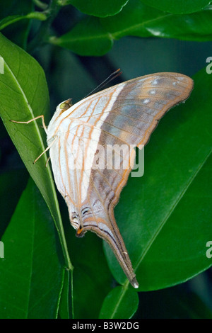 De nombreuses bandes-Daggerwing Aphrissa Statira Banque D'Images